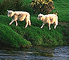 A Pair of Sheep!